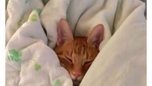 Доброго утра всем вулканам