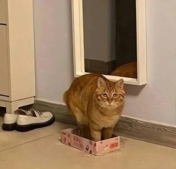Рыжий котик стал новым мемом