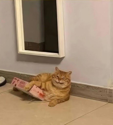Рыжий котик стал новым мемом