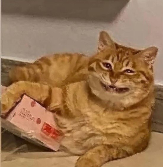 Рыжий котик стал новым мемом